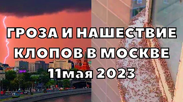 Гроза в Москве. Нашествие летающих насекомых после дождя, большинство из них клопы 11 мая 2023