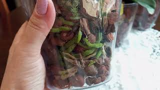 Догляд за орхідеями у закритій системі:🫙 пересадка та полив🌱🌼