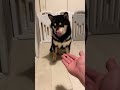 3000円でこのクオリティは良き！　#柴犬 #犬 #shibainu