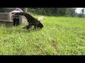 Watch a bald eagle be released back into the wild