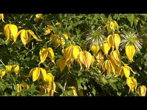 Video: Clematis Thẳng