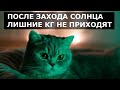 Осенний марафон смешных котиков, часть 1: утепляйся хорошим настроением