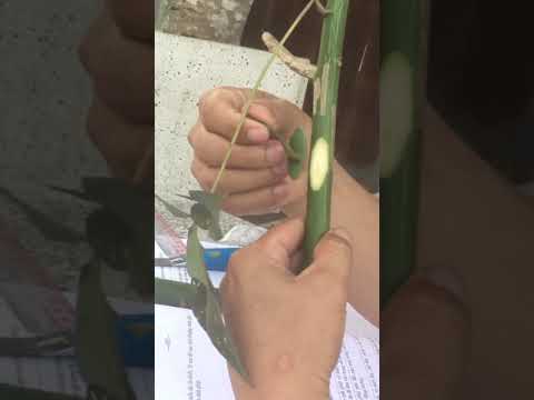 Video Ghép mắt chữ T - youtube