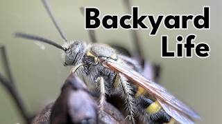 A Little Bit of Wild - Backyard Biodiversity