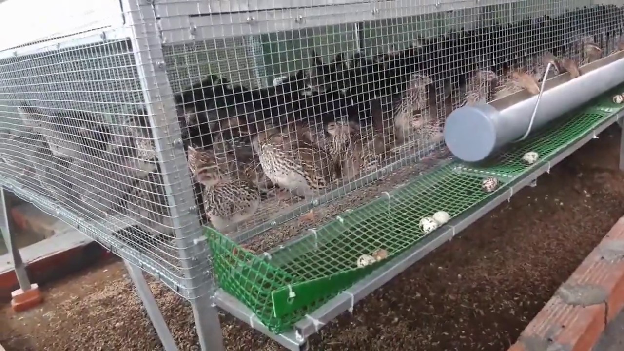 Chuồng nuôi chim cút Kỹ thuật làm chuồng nuôi chim cút khoa học