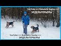 Собаки породы эрдельтерьер, Южный Урал Челябинск, лабрадор овчарка