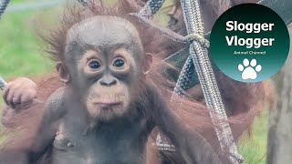 Orangutan Mum Always Keeping An Eye On The Babies