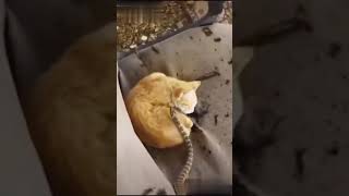 cats and snake funny video