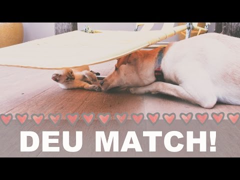 Amor de Cão e Gato e a Cachorra Aquática #VLOG 21 | por Isa Ribeiro - Na nossa vida