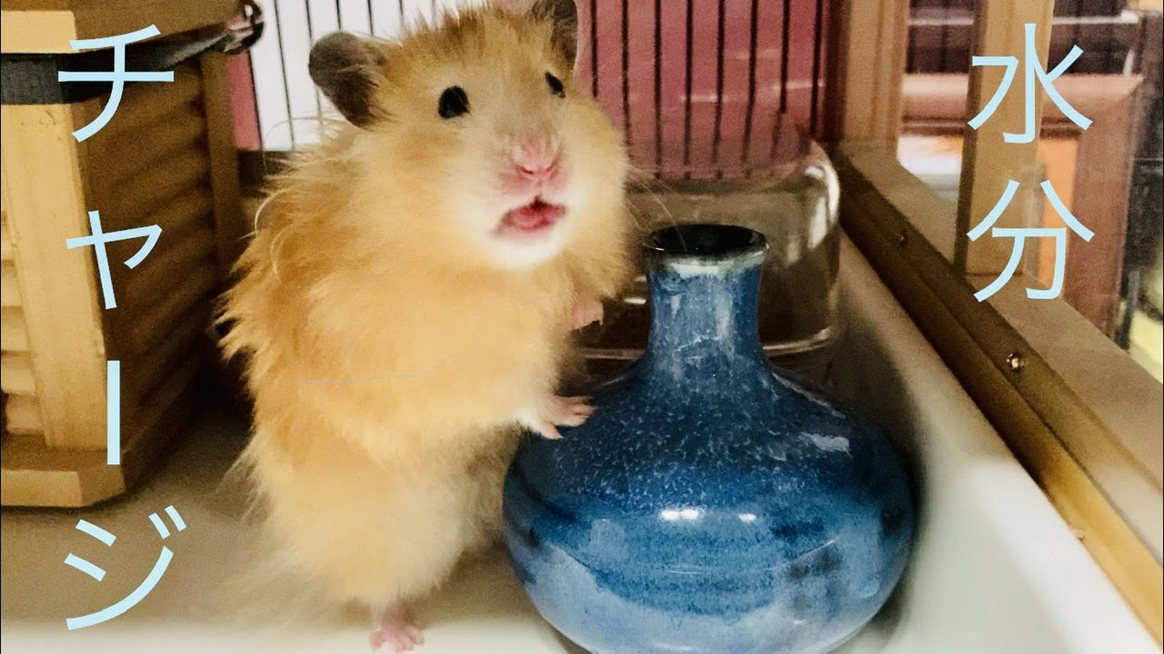 一輪挿しから水を飲むハムスター 嚥下音を聞いてください Youtube 一輪挿しから水を飲むハムスター 嚥下音を聞いてください Youtube