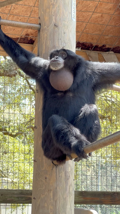 Sounds of siamangs #siamang #primate #animals #cuteanimals
