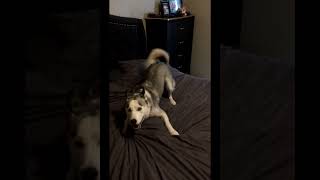 Husky Spinning & Walking in Circles #Shorts | SimSkeleton