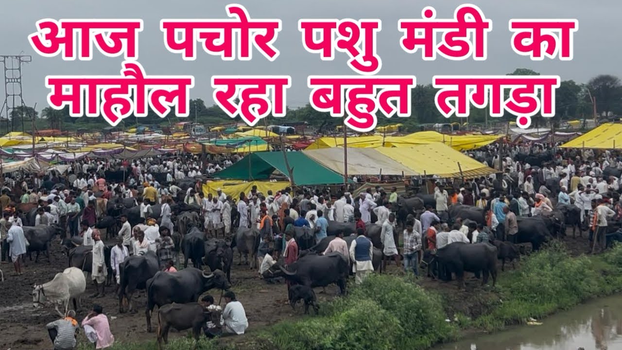 पचोर पशु मंडी में आज दिखी भारी तेजी | हजारों पशुओं की हुई आवक | # ...