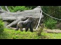 Zoo Atlanta Gorillas being playful! "MUST WATCH"!