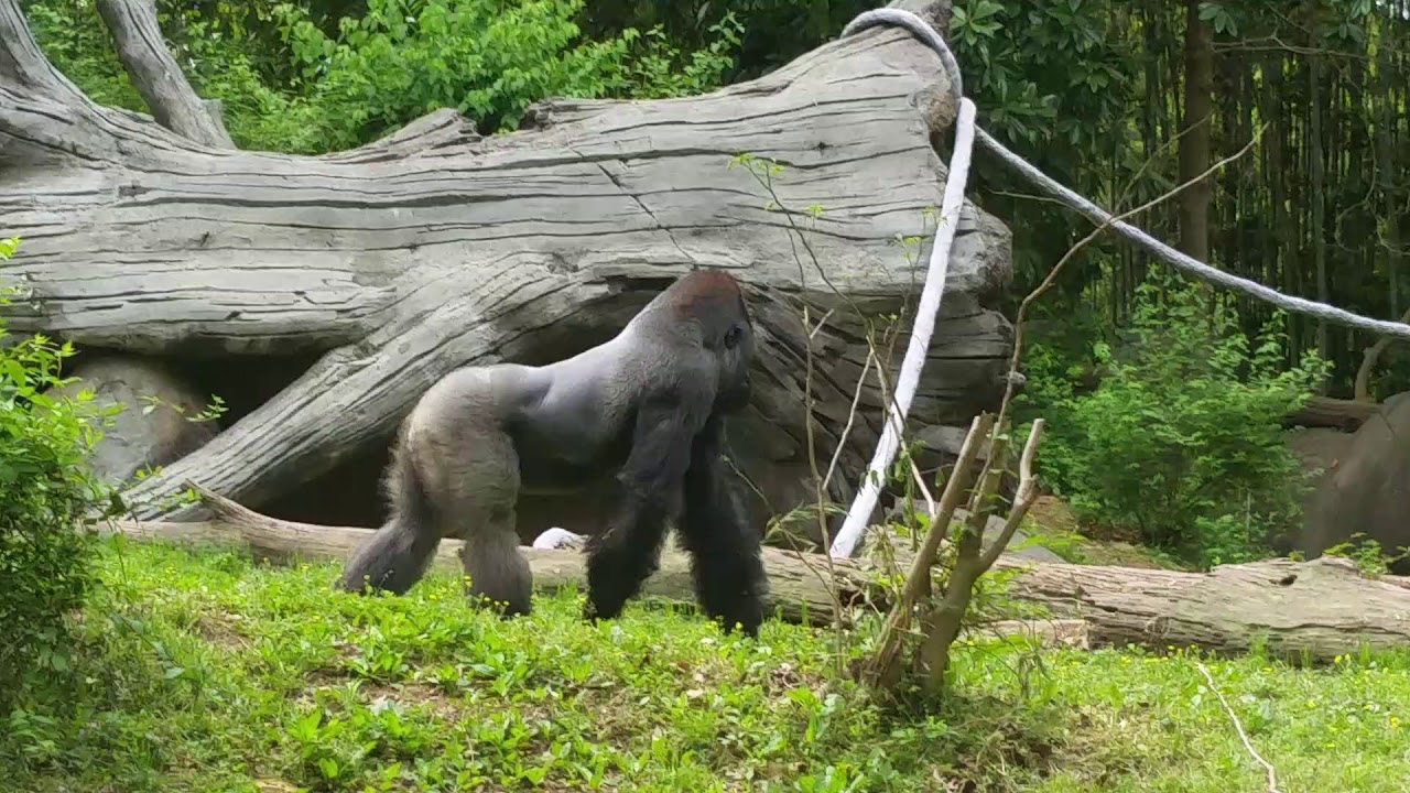 Zoo Atlanta Gorillas being playful! "MUST WATCH"! - YouTube