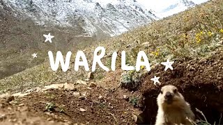 WARILA | Leh Ladakh | Tourist place in Ladakh | Dolma Lhamo
