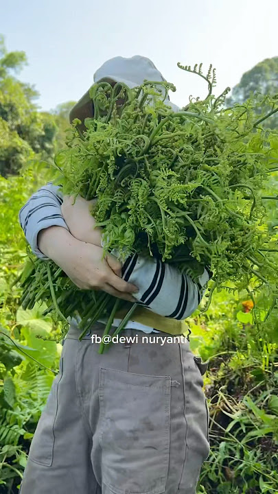 hunting wild vegetables in rural Kalimantan. continued in part 2