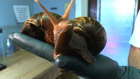 Attack of the Giant African Snails! - DayDayNews