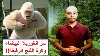 سر الغوريلا البيضاء وكرة الثلج الرقيقة!! White gorilla snowflake