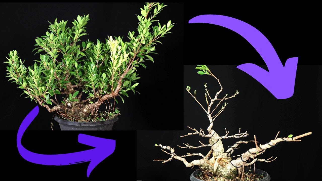 Tiger Bark Ficus Pruned and wired Ficus Microcarpa