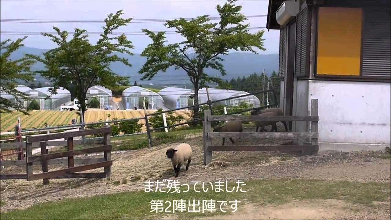 ひるがの高原 牧歌の里 羊の大移動 Youtube