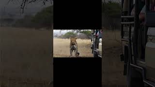 Leopard Runs Into Frame Then Stops | Fast Action Clip