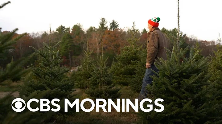 Christmas tree shortage affecting real and artificial trees ahead of holiday season