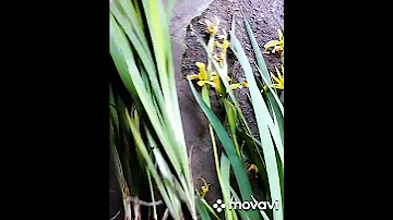 Ирис болотный,редкий гость на клумбе.