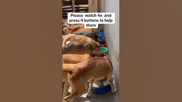 Help us fill their bowls — link in our channel description. Every pledge is deeply appreciated.