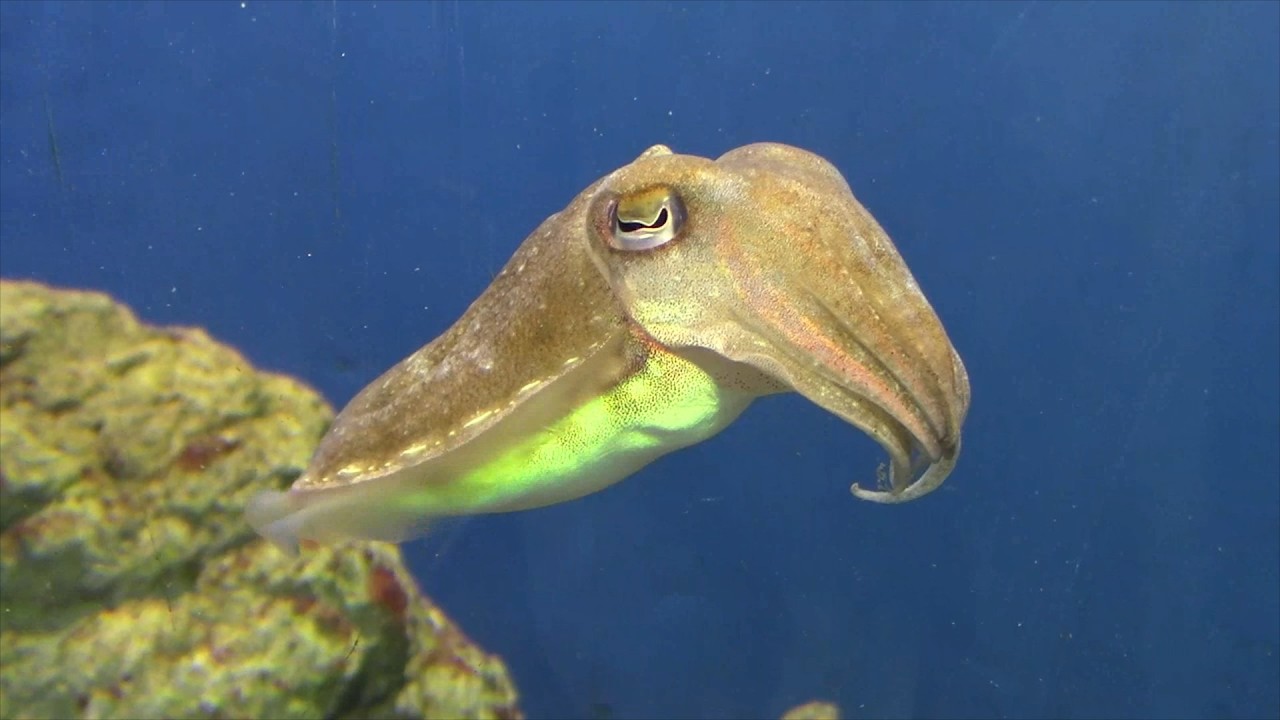泳ぐコウイカ（葛西臨海水族園）Golden Cuttlefish - YouTube