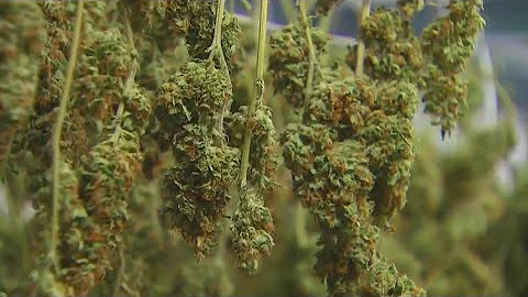 Ohio voters to decide on recreational marijuana proposal on November ballot