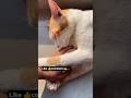 Hum tum ph marte hain🐱😍#palwashahouse #catvideos #youtubeshorts #petlover #petshorts #trendingshorts
