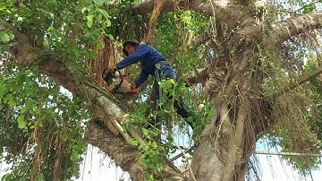 Cưa cây Xanh lá lớn siêu khủng / Sawing super large green trees | T387