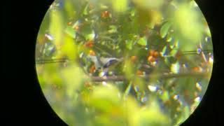 Berburu di pohon beringin musim buah kum kum