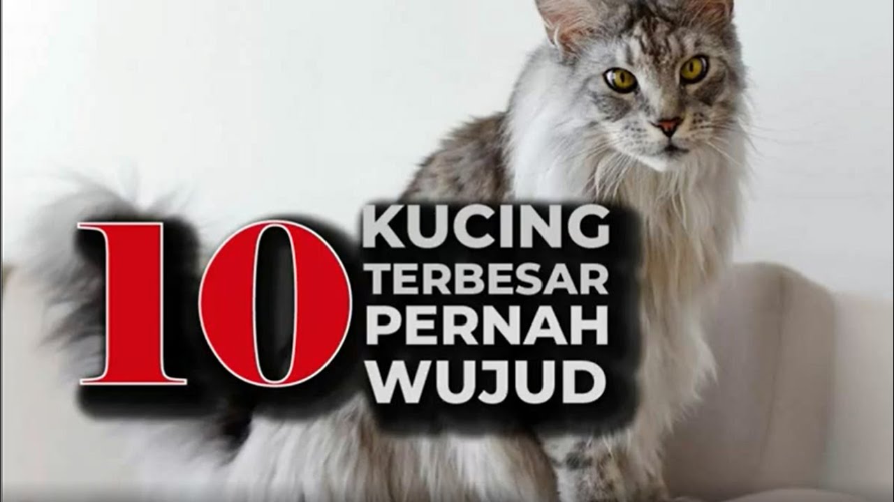 [FAKTA RaRe] 10 KUCING TERBESAR PERNAH WUJUD DI DUNIA - YouTube