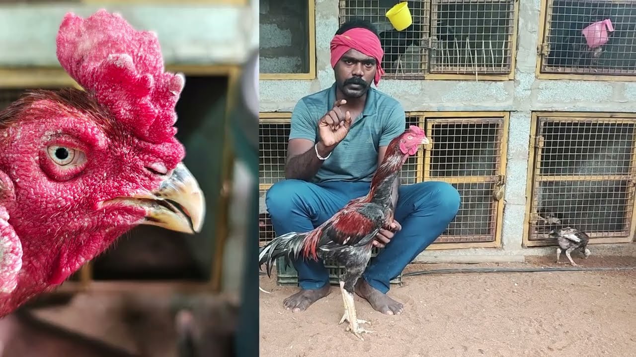 சேவல் அம்சங்களை வைத்து எப்படி தேர்வு செய்வது 