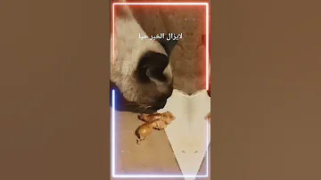 لايزال الخير حيا اطعام قطتي 