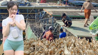 Download Lagu Full Video: Amazing Daily Life of Ducks Foraging in Fields – Smart Boat\u0026Truck Transport System” Farm MP3