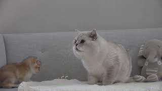 British shorthair cat Apollo meets baby  kitten Basil first time. Cute cat and cute kitten.