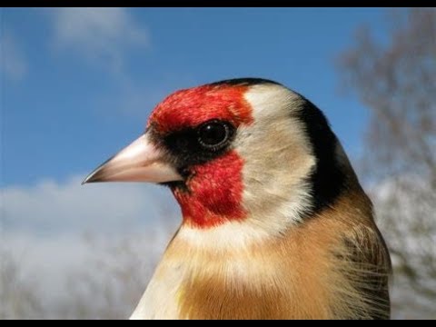 Video: Goldfinch - pěvec