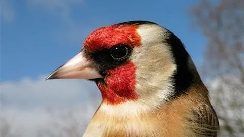 Щегол - Пение щегла  Goldfinch  Chardonneret