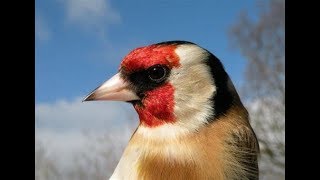 Щегол - Пение щегла Goldfinch Chardonneret Щегол - Пение щегла Goldfinch Chardonneret