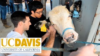 The University of California, Davis (UC Davis) | The College Tour