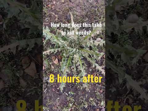 Video: Dræber glyphosat 360 græs?