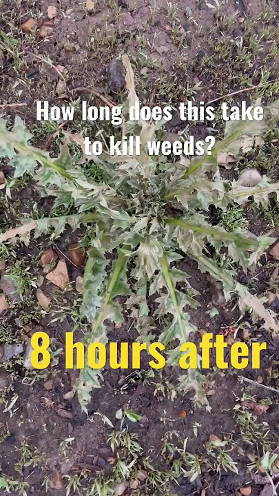 How long does it take to kill weeds? #lawn #roundup #backinblack #lawncare
