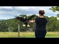 Free Flight Yellow Tailed Black Cockatoo 1_2