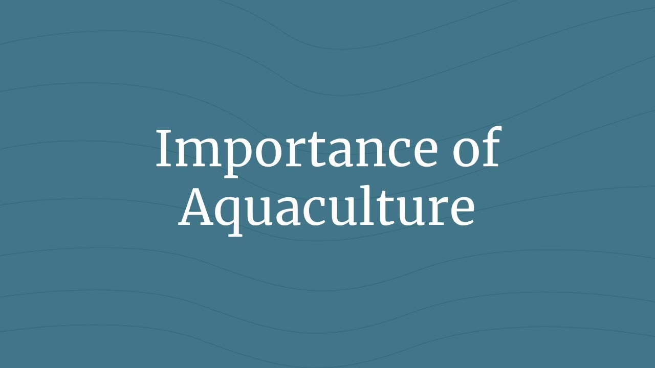 Importance Of Aquaculture YouTube