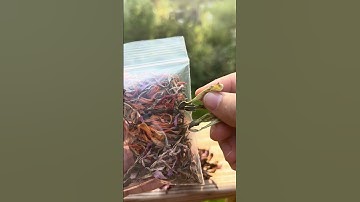 How to save Zinnia seeds, the easy way!  #zinnia #flowers #gardening