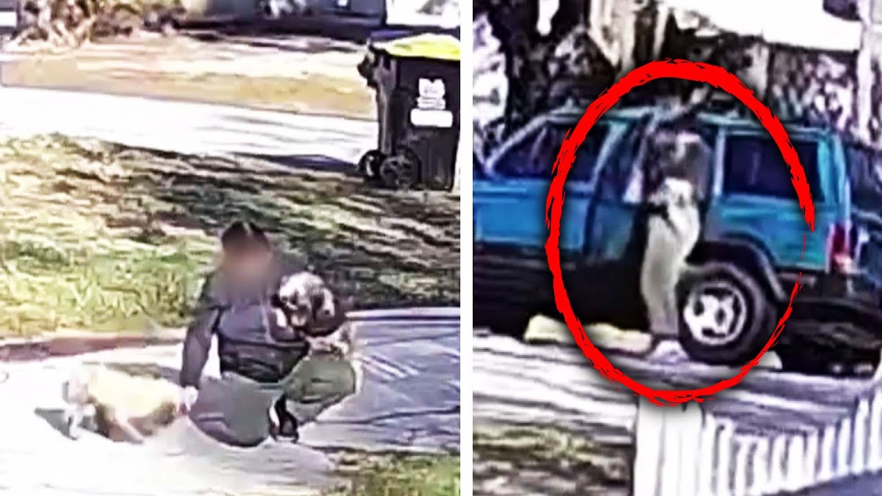 ⁣Alleged Dog Thief Caught on Camera: Cops