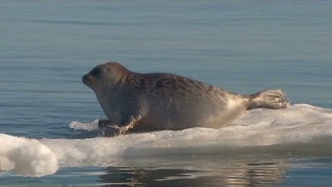 Global warming? More like global weirding